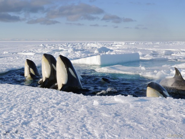 Frozen Planet-Eisige Welten-Komp.ungekr [3DVD]