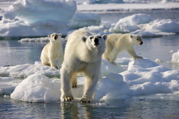 Frozen Planet-Eisige Welten-Komp.ungekr [3DVD]