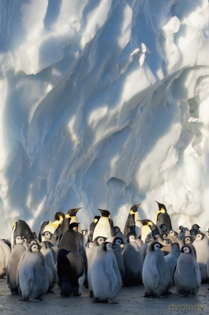 Frozen Planet-Eisige Welten-Komp.ungekr [3DVD]