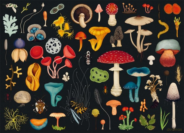 Fungarium 1000 Piece Jigsaw Puzzl [KSIĄŻKA]