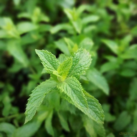 Gardena: GARDENA Gartenschlauchkupplung