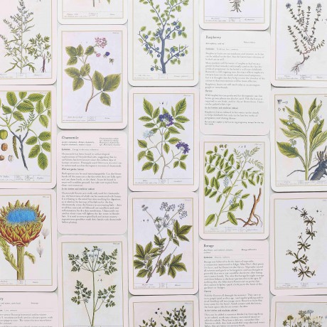 Healing Plants A Botanical Card Deck [KSIĄŻKA]