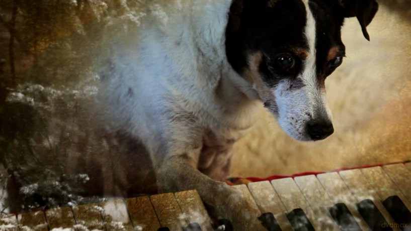 Heart Of A Dog [Blu-Ray]