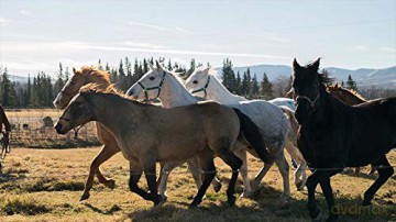 Heartland - Paradies für Pferde, Staffel 10.2 [3DVD]