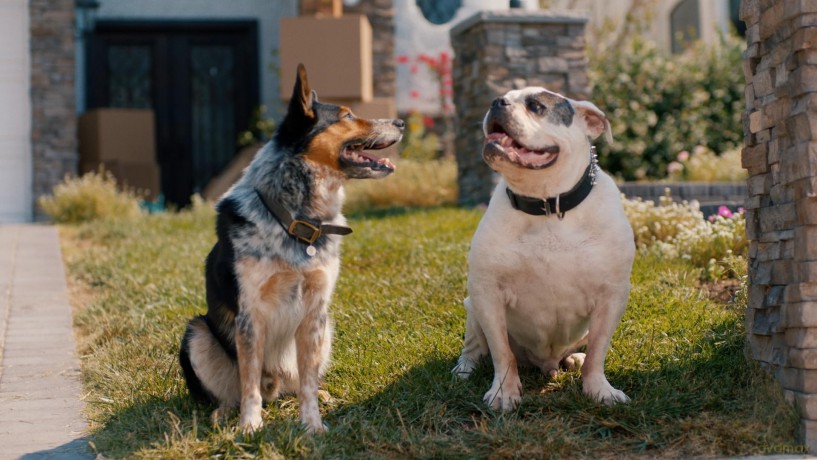 Hunde - Allein Zu Haus [DVD]