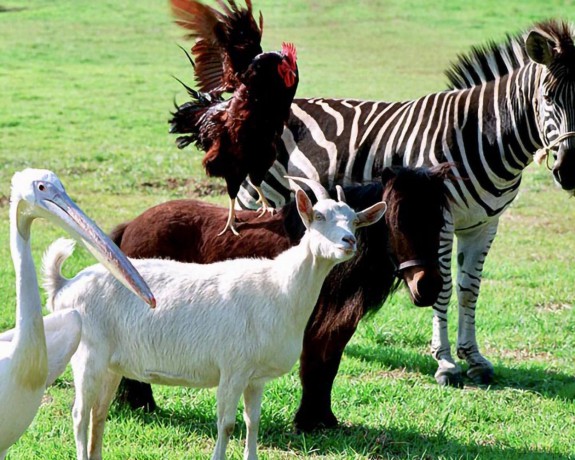 Im Rennstall Ist Das Zebra Los! [DVD]