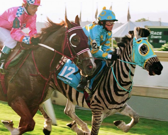 Im Rennstall Ist Das Zebra Los! [DVD]