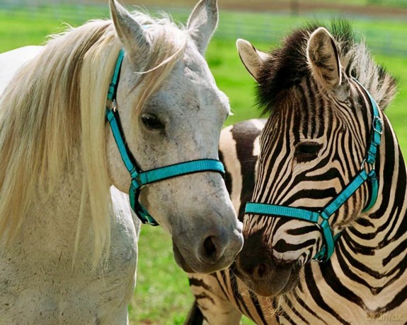 Im Rennstall Ist Das Zebra Los! [DVD]