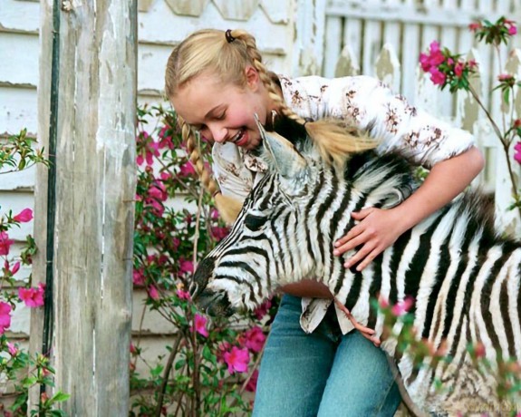 Im Rennstall Ist Das Zebra Los! [DVD]