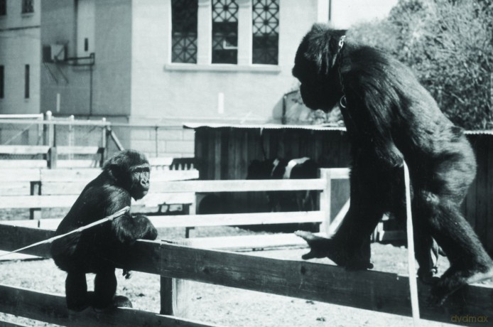 Koko - A Talking Gorilla [DVD]