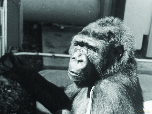 Koko - A Talking Gorilla [DVD]