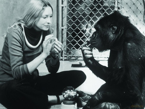 Koko - A Talking Gorilla [DVD]