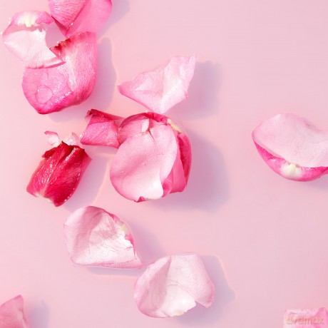 Labello VELVET ROSE Lippenpflege 4,8 g