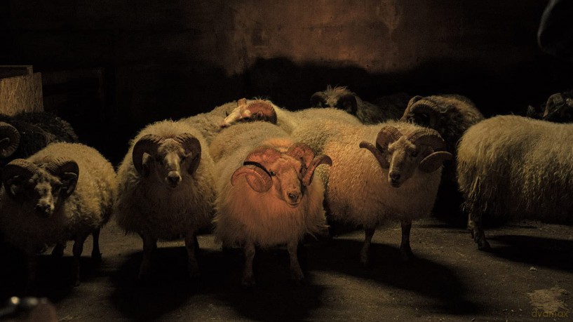 Lamb [DVD]