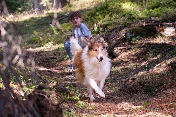 Lassie - Ein Neues Abenteuer [DVD]