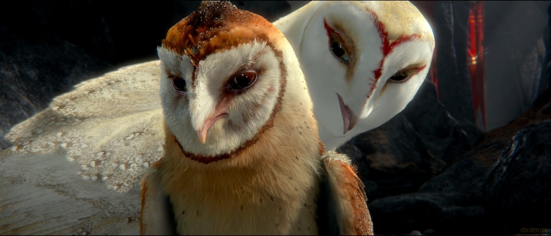 Legend Of The Guardians: The Owls Of Ga'hoole [DVD]