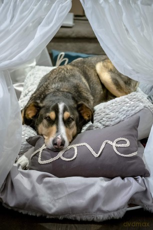 Love At First Bark [DVD]