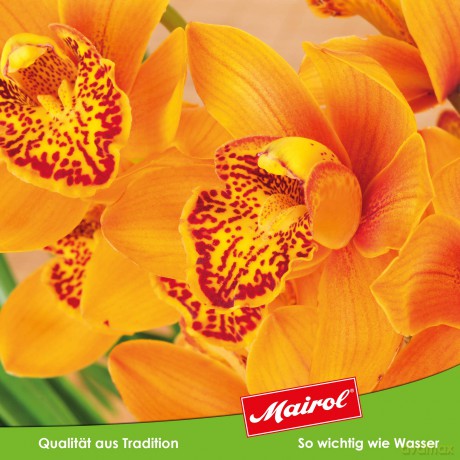Mairolâž: Mairol Orchideentraum Orchideendźnger 0