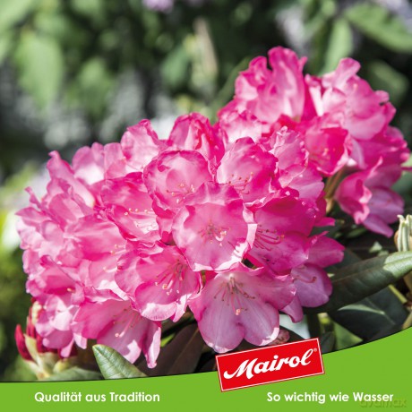 Mairolâž: Mairol Rhododendronwohl Baum- und Strau