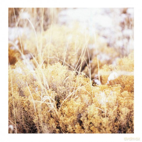 Mammifer-The Brilliant Tabernacle: Mammifer-The Brilliant Tabernacle [Winyl]