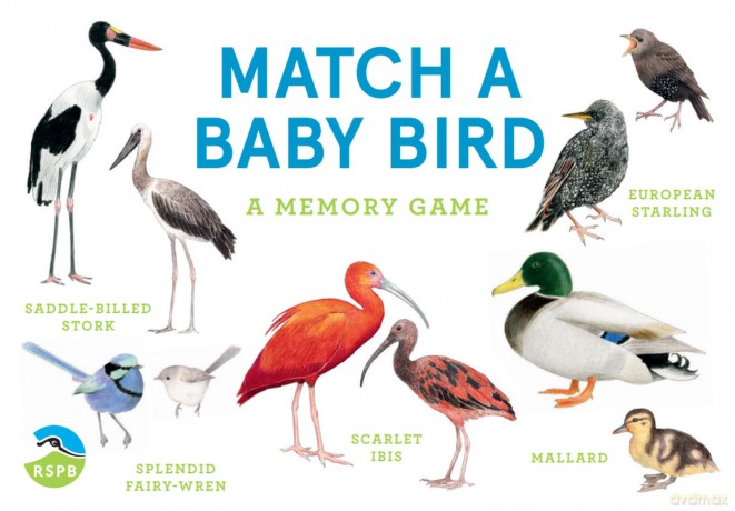 Match a Baby Bird [KSIĄŻKA]