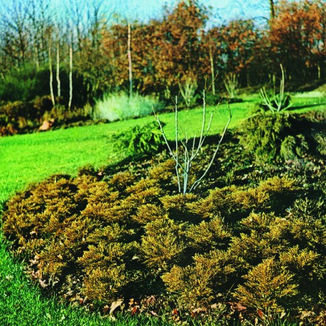 Hipshakes: Maximum Growth And Vigour [Winyl]