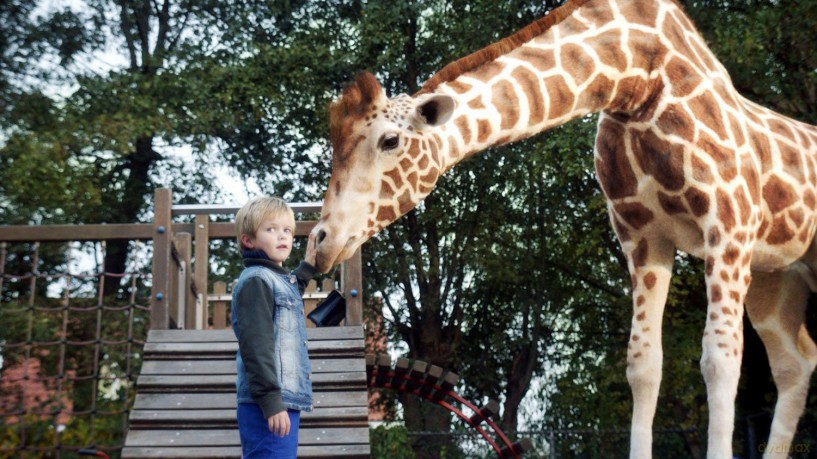 Mein Freund, die Giraffe [Blu-Ray]