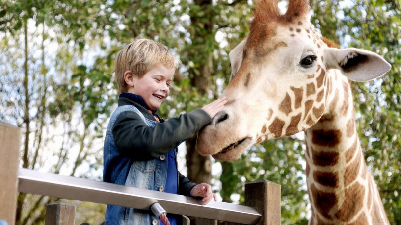 Mein Freund, die Giraffe [Blu-Ray]