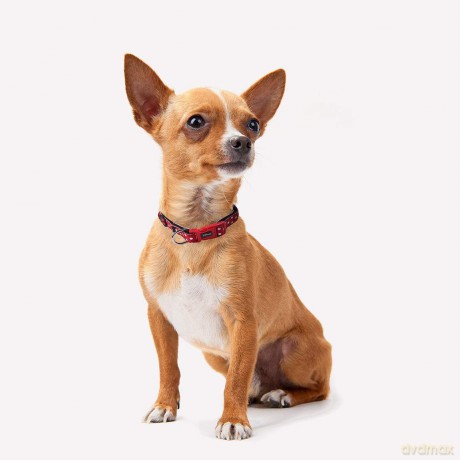 MINNIE - Dog Collar - XS