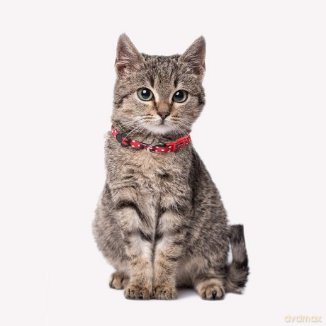 MINNIE - Dog Collar - XXS