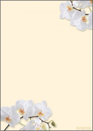 Sigel: Motiv-Papier White Orchid,A4,