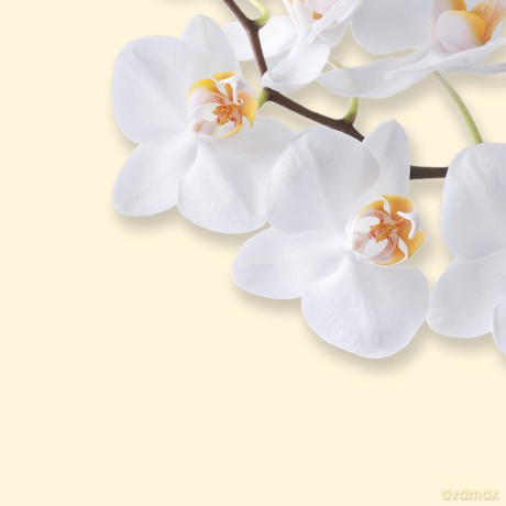 Sigel: Motiv-Papier White Orchid,A4,