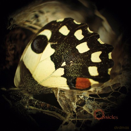 Ossicles: Music For Wastelands [2xWinyl]