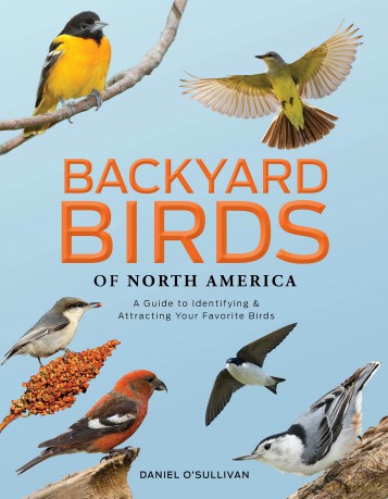 Backyard Birds of North America - Daniel O'Sullivan [KSIĄŻKA]