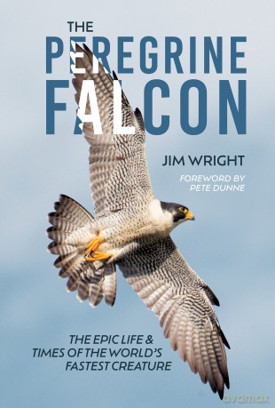 The Peregrine Falcon - Jim Wright [KSIĄŻKA]