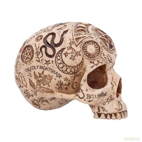 Nemesis Now: Premium Quality - Apothecary Skull (B7537B26)