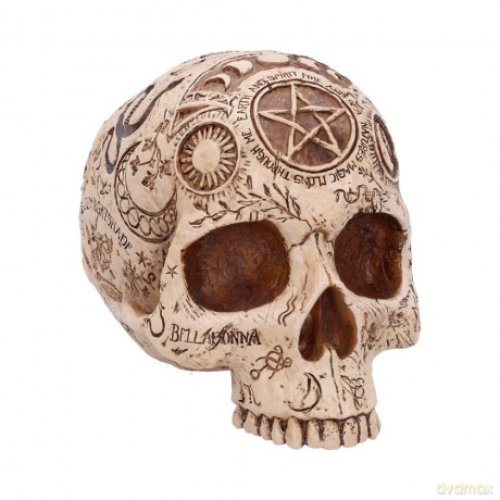 Nemesis Now: Premium Quality - Apothecary Skull (B7537B26)
