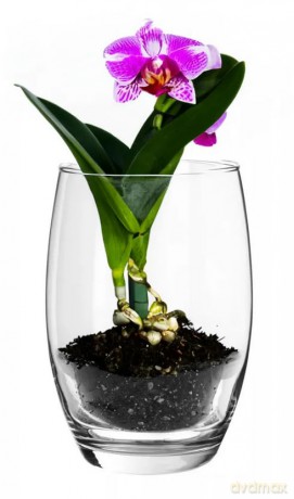 Orchidea Wazon H-20cm