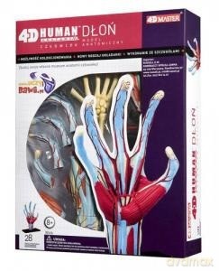 Anatomia człowieka Dłoń [KSIĄŻKA]