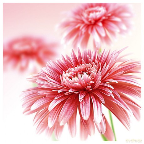 Karnet kwiatowy kwadrat gerbera FF05