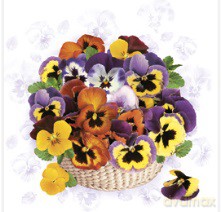 Serwetka Lunch Colorful Pansies SDWI007901