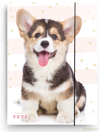 Teczka szkolna A4 Corgi
