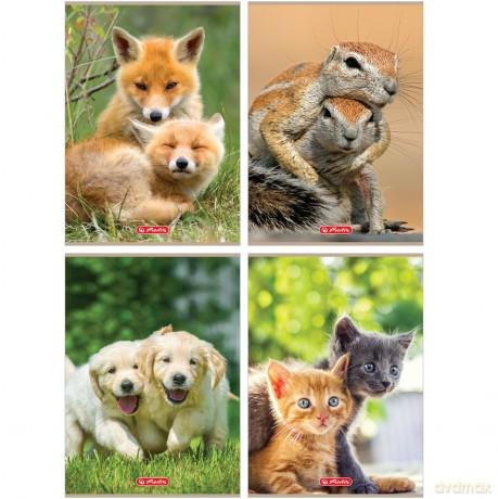 Zeszyt A4 32 kartek linia podwójna kolorowa Animals