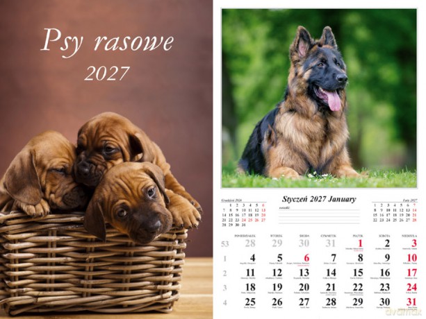 Kalendarz 2027 ścienny 7-k Psy rasowe [KALENDARZ]