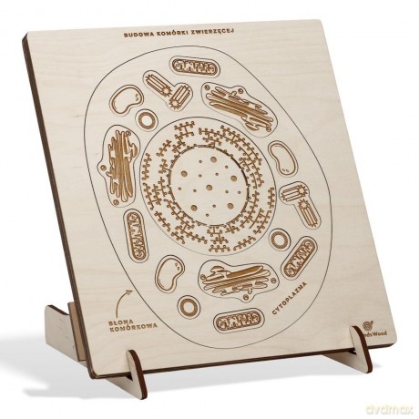 Puzzle drewniane Budowa komórki zwierzęcej W nogi [PUZZLE]