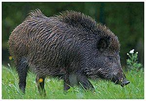 Pocztówka C6 3D Dzik
