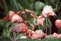 Pocztówka C6 3D Flamingi