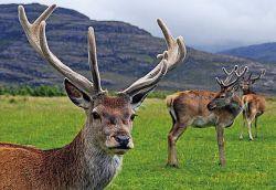 Pocztówka C6 3D Jeleń