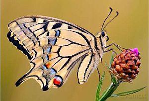 Pocztówka C6 3D Motyl
