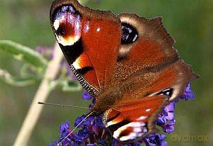Pocztówka C6 3D Motyl czerwony